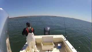 Barnegat Bay Striped Bass