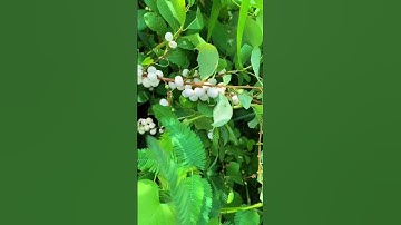 Mọi người đã từng ăn trái này chưa?- Cây phèn trắng #shortvideos