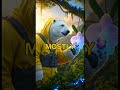 🎬 *I brought a Polar Bear to the Amazon rainforest 🐻🌴*