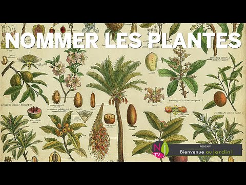 Vidéo: Pourquoi la dendrologie est-elle importante ?