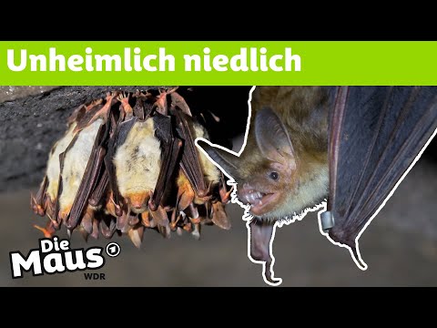 Video: Warum fliegt eine Fledermaus tagsüber?