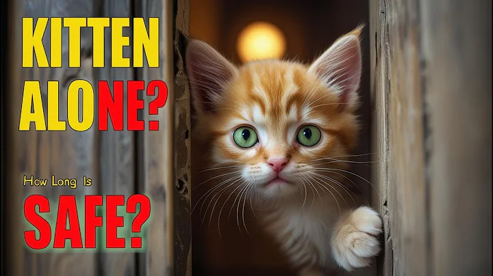 How Long Can You Leave a Kitten Alone : What You Need to Know 2025