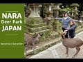 A Visit to Nara Deer Park Japan | Wanderlust Storytellers