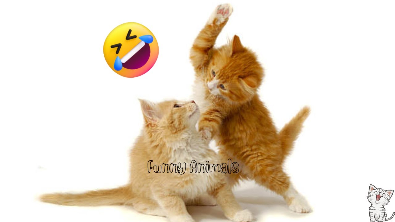 Cat Fight Compilation Video|  Cat real sound |Funny Animals videos 2023| Part #01