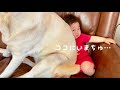 ラブラドールにむぎゅむぎゅされた９ヶ月児