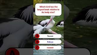 Which bird has the largest beak relative to its body size | SmartGlobalGK | GK Quiz