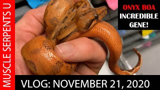 SUPER DWARF BOA  The Onyx Gene!