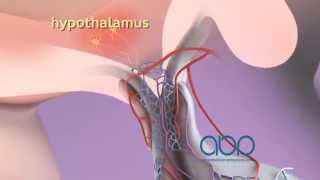 Female Reproductive System