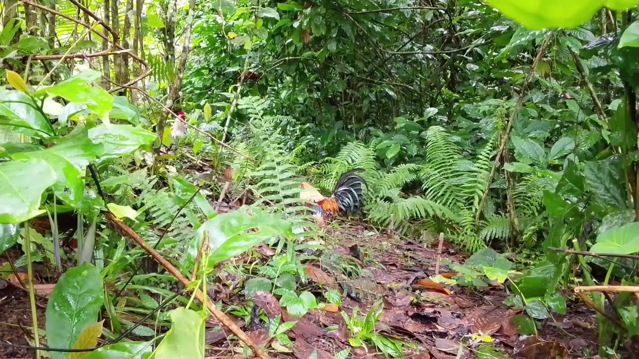 Mistisong Laboyo  Naholi. Kita ang Salpukan! #Shoutout #Kahunter