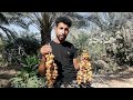 الرطب الزهدي في محافظة النجف الاشرف بتاريخ اليوم الرطب الزهدي في محافظة النجف الاشرف بتاريخ اليوم