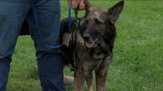 K9 Riggs receives a hero's welcome home