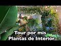 Tour por mis plantas de interior + de 200!!!