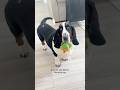 This fun interactive birdie is linked in our Linktree! #dogtoys #hounddogs #dogshorts #dogplaying