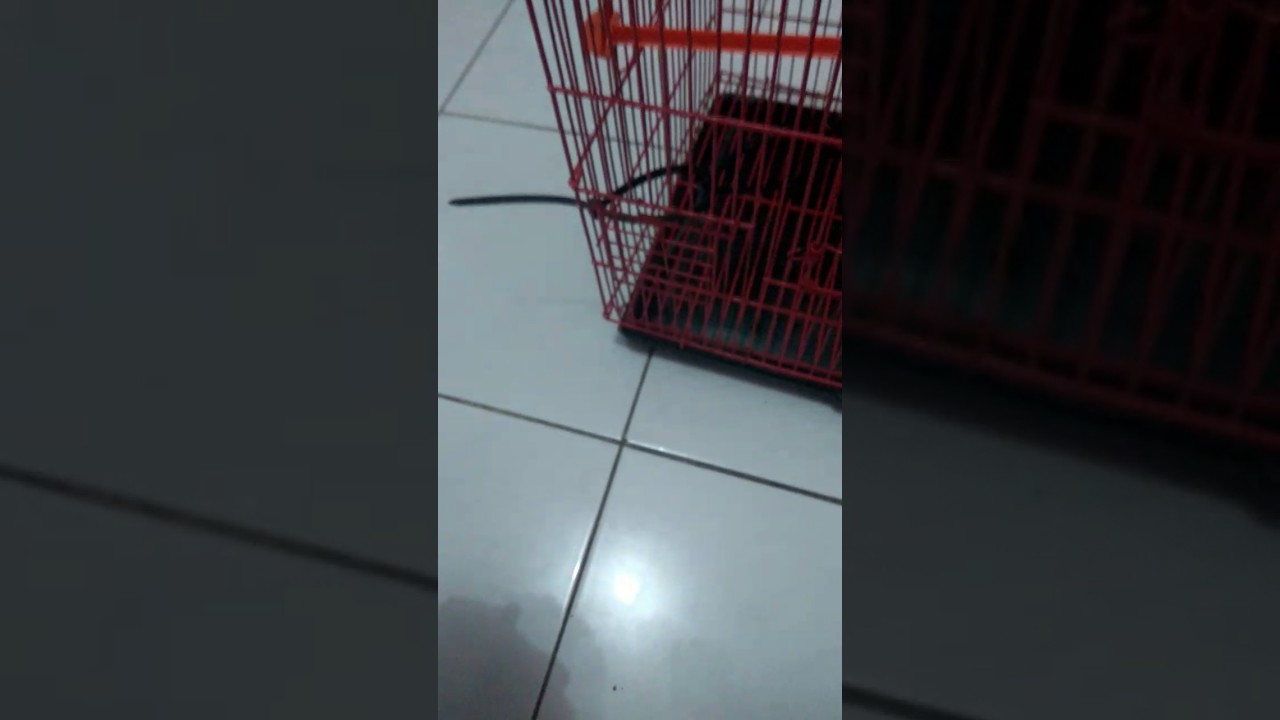 Sugar Glider - YouTube