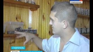 Около ста пауков живут в одной из квартир Около ста пауков живут в одной из квартир