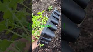 allotment growyourownfood gardening|planting celery May 2023