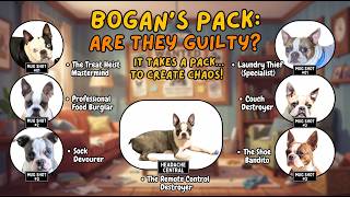 Friday- GUILTY! The Boston Terrier Pack Is Stealing Everything…Making Us Laugh Every Day! Again! 😂