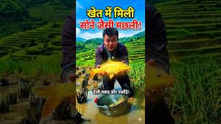 खेत में मिली सोने जैसी मछली!🌟🐠 (Golden fish in farm!)#villagelife #shorts