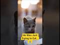 A Cat Was Just Trying to Eat… But Fear Stopped Him 😭😭 #sadcat #shortvideo