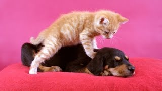 Кабель уже не знает куда скрыться от кота! Массажист делает принудительный массаж собаке! Ржач! Кабель уже не знает куда скрыться от кота! Массажист делает принудительный массаж собаке! Ржач!