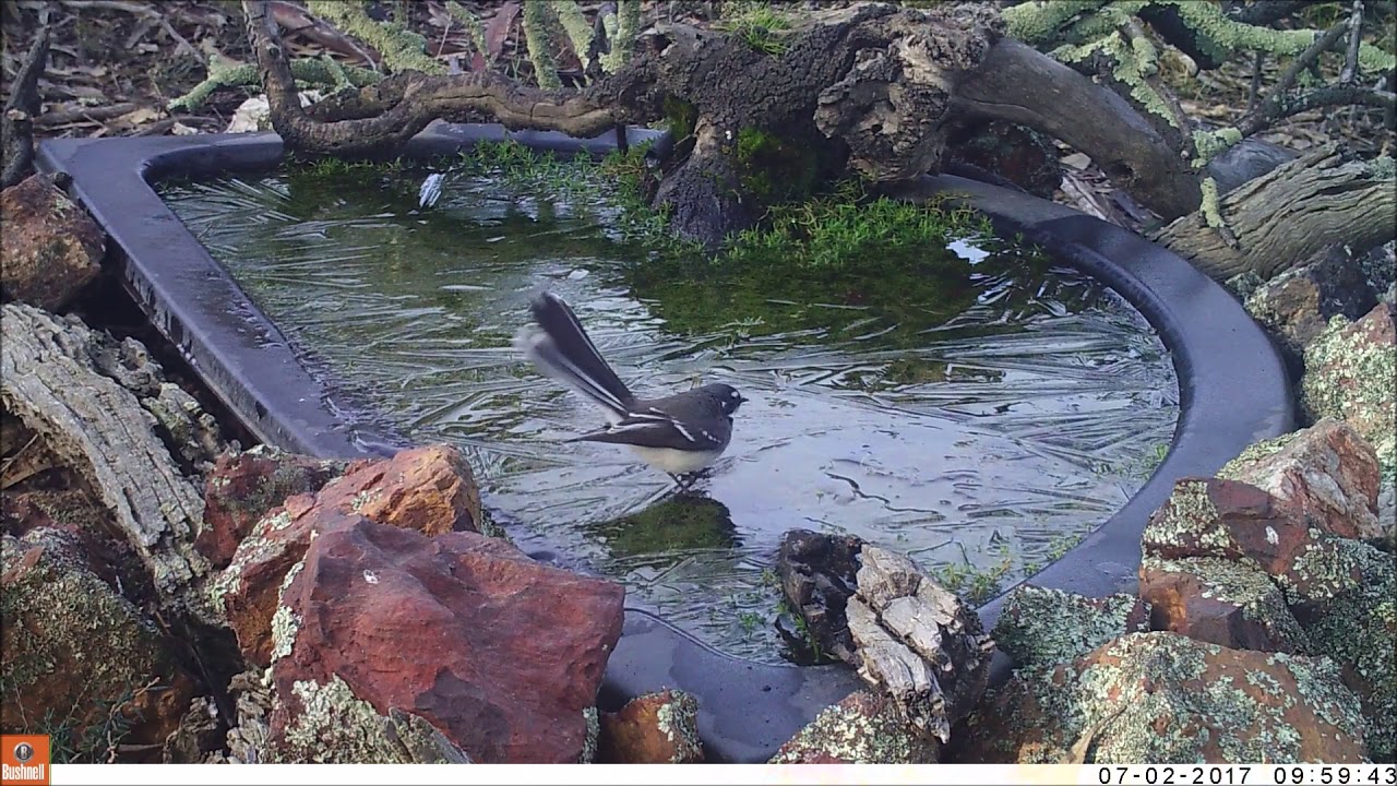 Ice skating Grey Fantail on frozen pond 