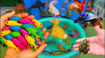 Bắt cá cảnh dễ thương, cá vàng, cá koi, cá trê panda, rùa con, cá nàng hai, cá bảy màu