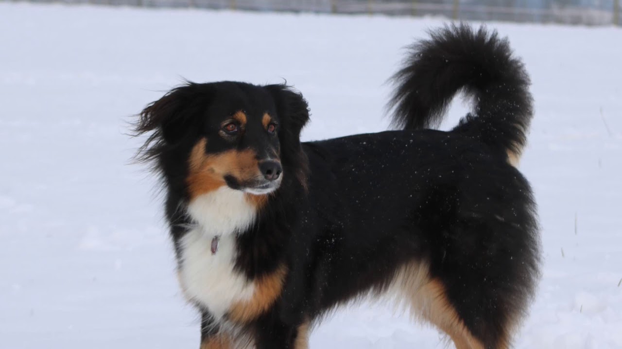 Australian Shepherd und Cockapoo im Schnee - YouTube