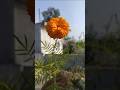 flower from kitchen gardens #shorts #viral #gardening #flowers