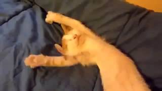забавный котенок просыпается,funny kitty wakes up забавный котенок просыпается,funny kitty wakes up
