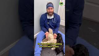 Handsome Vet Works With Puppy Patients