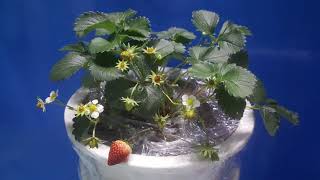 Strawberry Time Lapse