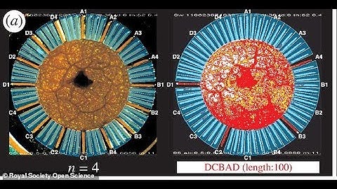 Could AMOEBAS be the future of computing ?
