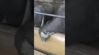 Vỗ béo trâu tại trang trại Bình Nguyên Xanh huyện Lục Yên, tỉnh Yên Bái.