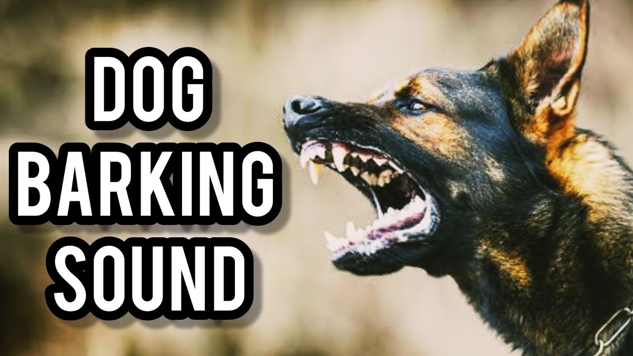 Barking sound. Дог эффект мм2.