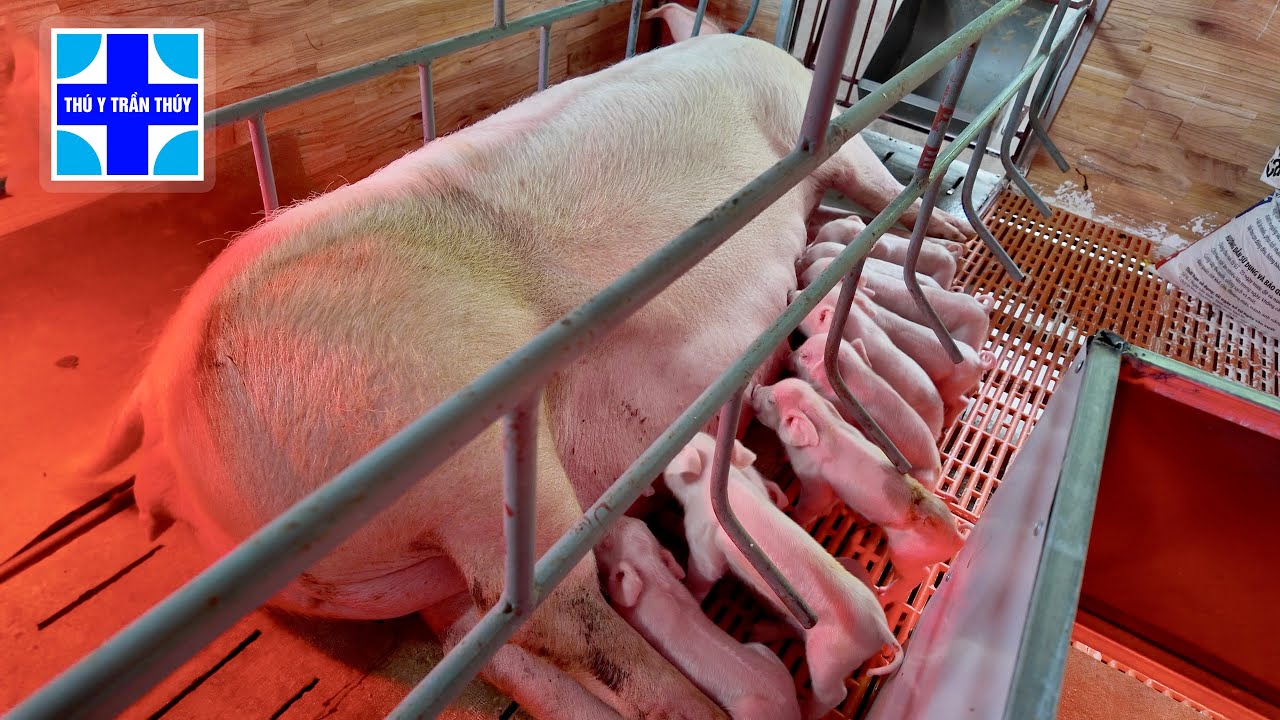 Quy trình chăm sóc heo nái đẻ và heo con mới sinh