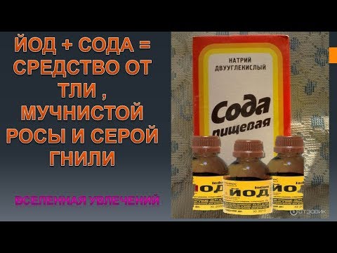 ЙОД+ СОДА= СУПЕР СРЕДСТВО ОТ ТЛИ ..мучнистой росы и серой гнили.Vselennaya uvlecheniy