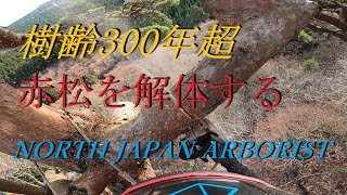 【販売済み】天然赤松/10/27に伐採しました赤松の大木でつくりました切り株椅子 赤松 約120年 | 雨竹亭オンラインショップ