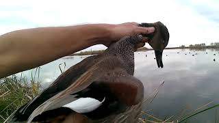 Anahuac NWR 12-26-21. Cuz retrieves the first gadwall drake with close up.