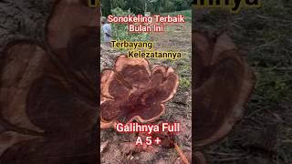 Luar Biasa Sonokeling yang satu ini #sonokeling #gergajikayu #chainsaw #wood