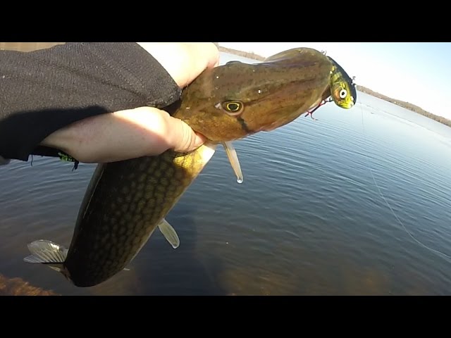 50ft of Open Water Winter Fishing with Salmo Chubby Darters catching  pickerel 