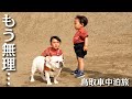 【車中泊旅】歩かない愛犬と2歳児を連れて鳥取砂丘に行った結果…