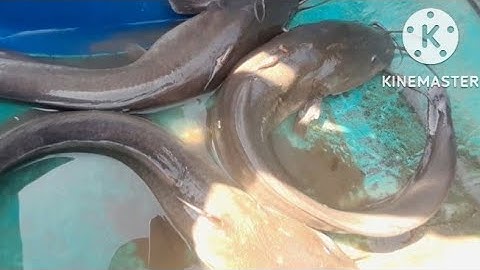 5. Một Ngày Giăng Câu Mồi Còng Dính Toàn Là Cá Ngát