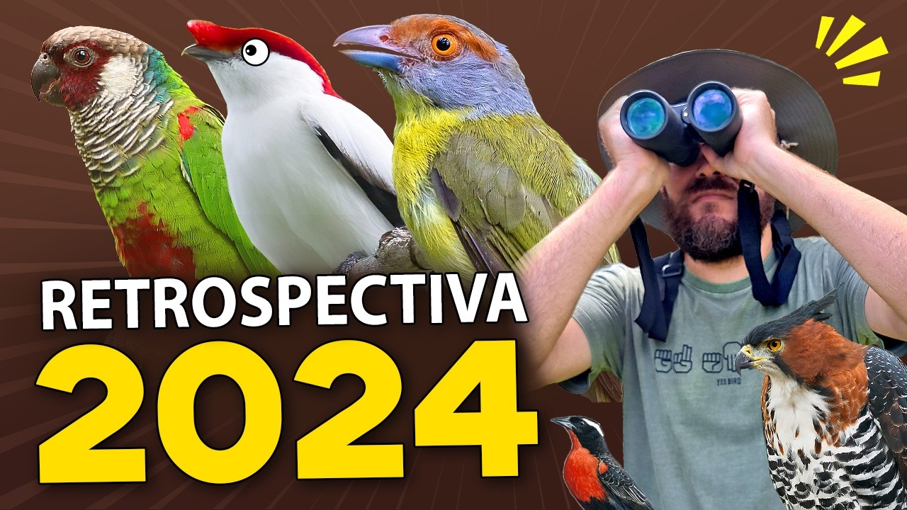 Passarinhadas, Expedições e muitas Aves Raras! RETROSPECTIVA 2024