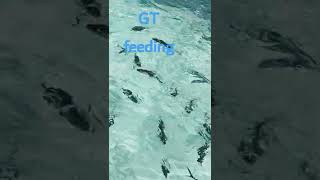 Resort Life Gt Feeding Time. Maldives. Wa Vidmv.