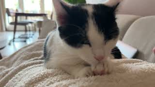 Foster kitty turns out to be an expert biscuits maker by Archie The Cat & Friends 7,526 views 4 weeks ago 37 seconds
