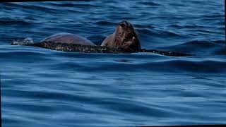 Wildlife in Johnstone Strait, BC