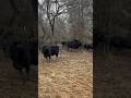 Visiting Their Calves During Weaning! #cattle #farming #agriculture #weaning #cow #mom