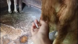 signs that a cow is 2 months pregnant