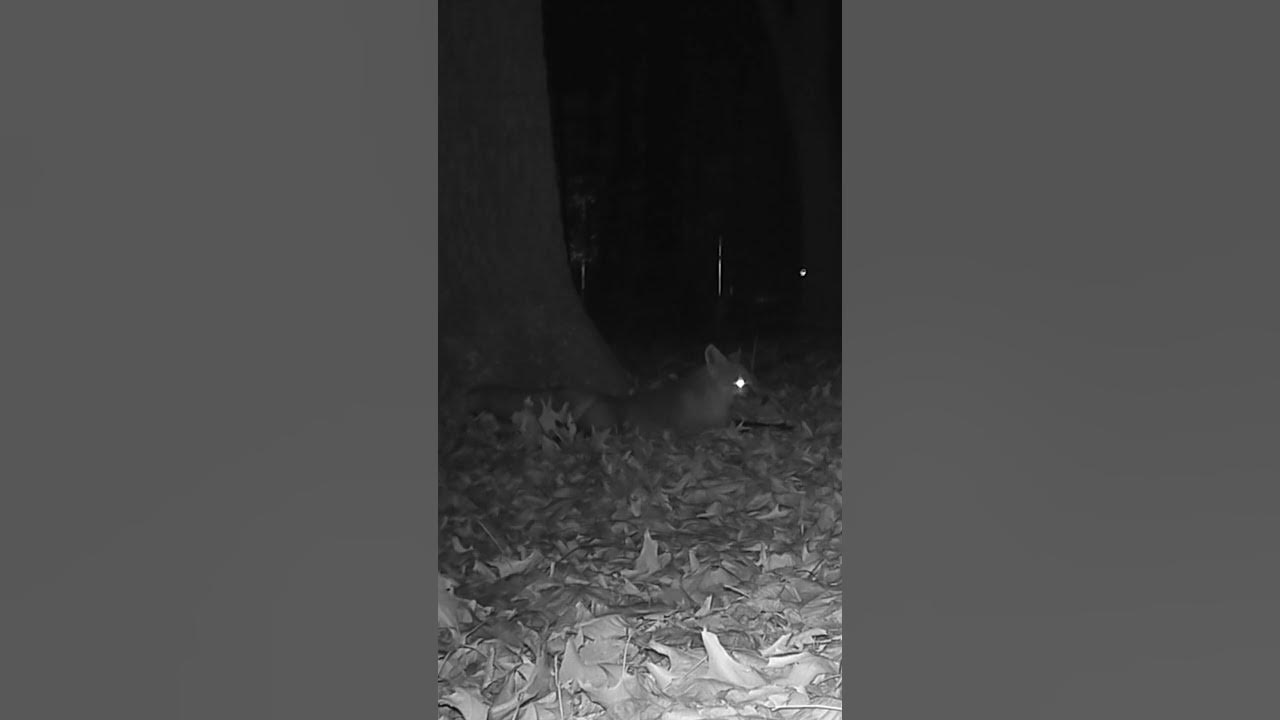 Fox Mating Call. Listen for Scream at the End! trailcam nature 