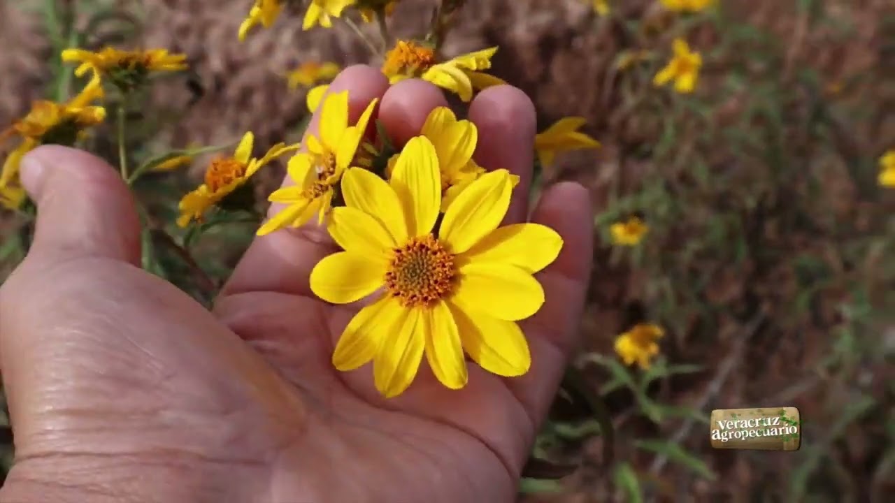 Forraje Botón de Oro (Tithonia diversifolia) - YouTube